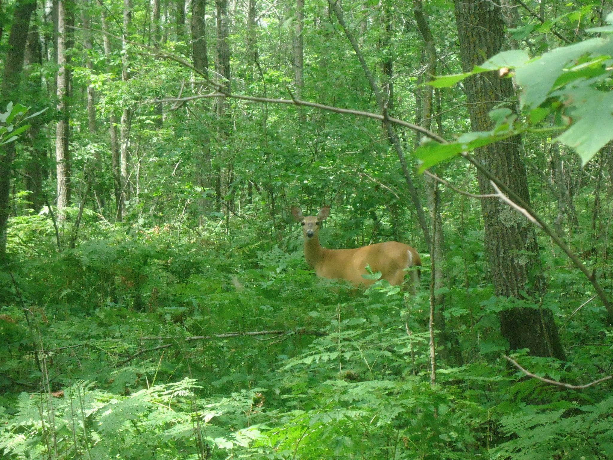 Camper submitted image from Ogechie Campground — Mille Lacs Kathio State Park - 1