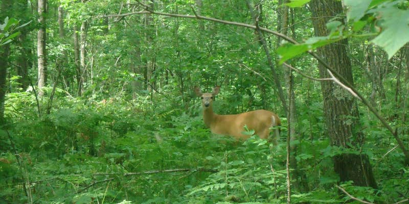 Camper submitted image from Ogechie Campground — Mille Lacs Kathio State Park