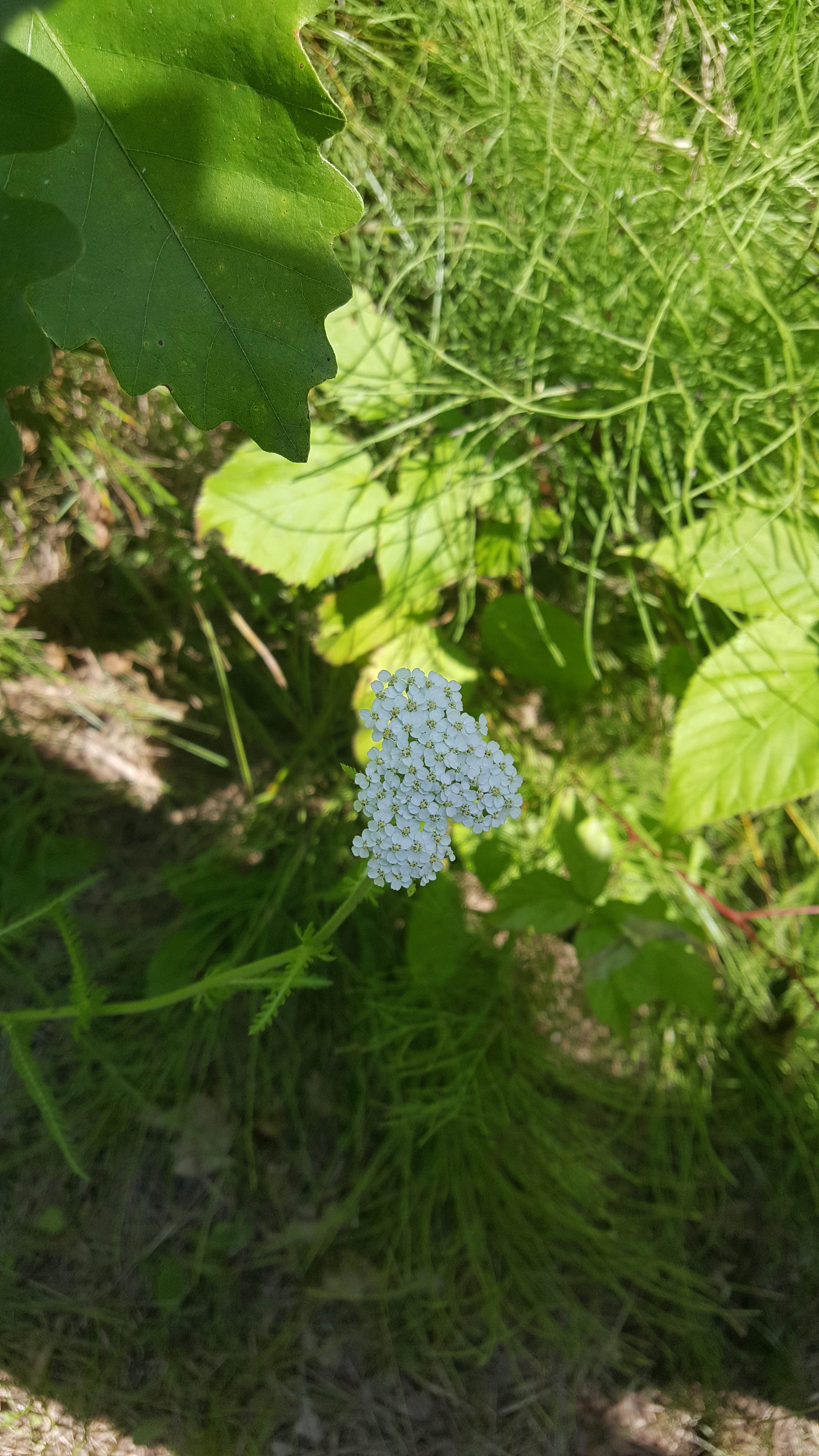 Camper-submitted photo at Indian Point City Campground near Cloquet, MN