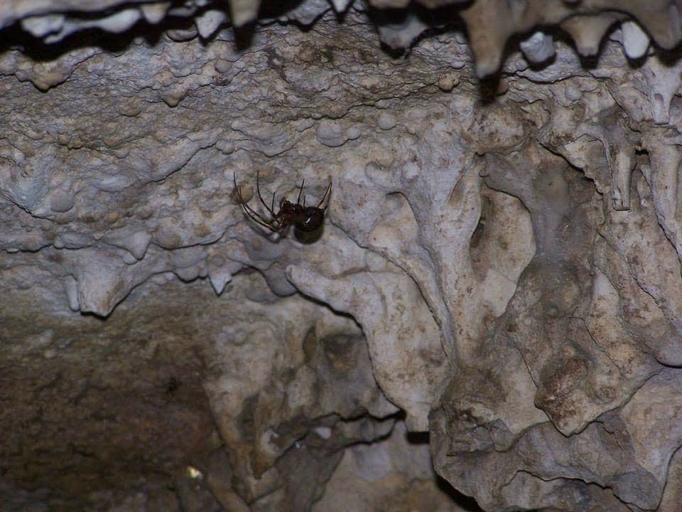 Camper-submitted photo at Maquoketa Caves State Park Campground in Iowa