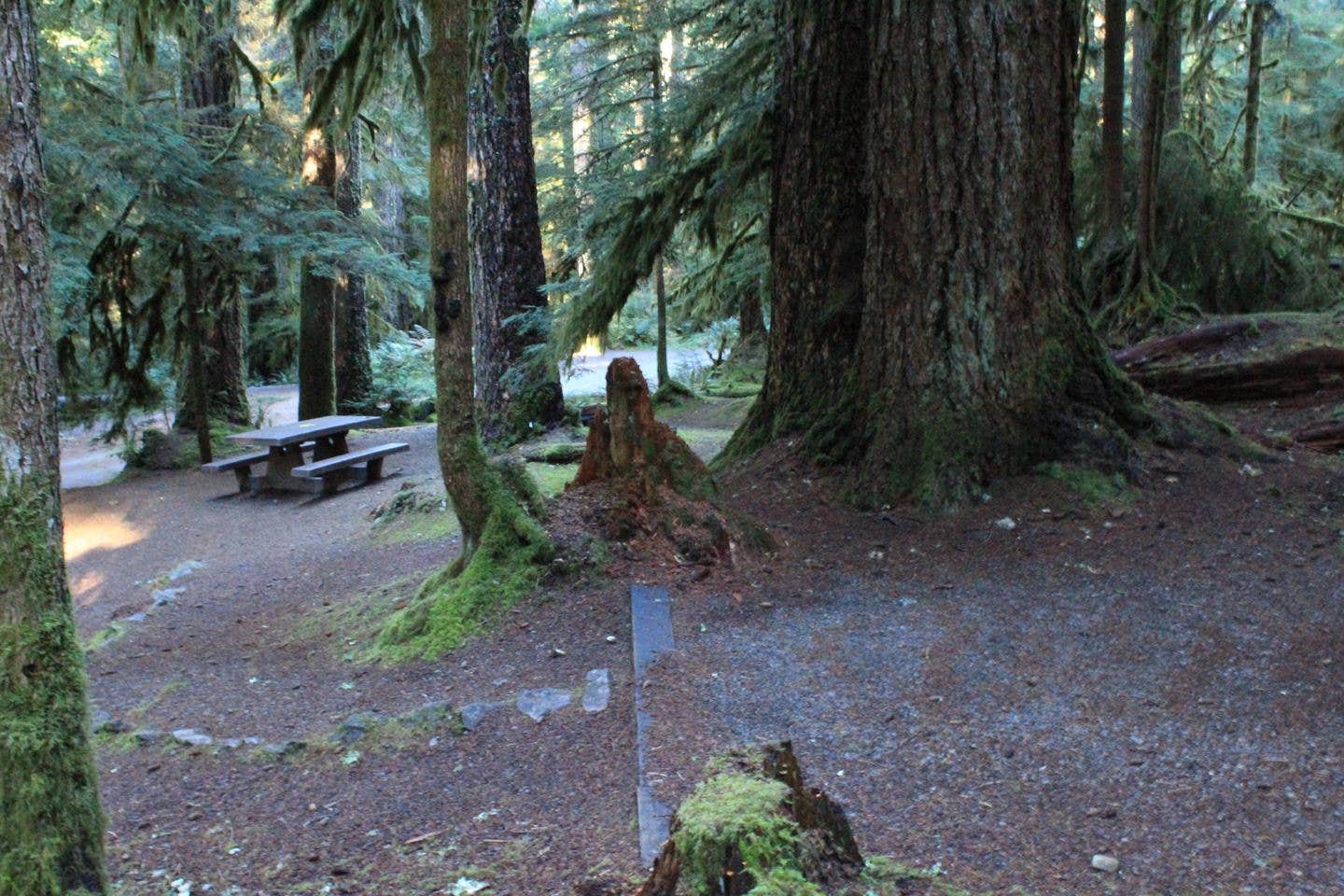 Camper submitted image from Sol Duc Hot Springs Resort Campground — Olympic National Park - 4