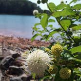 Review photo of Bald Ridge Creek by Christy C., June 28, 2016