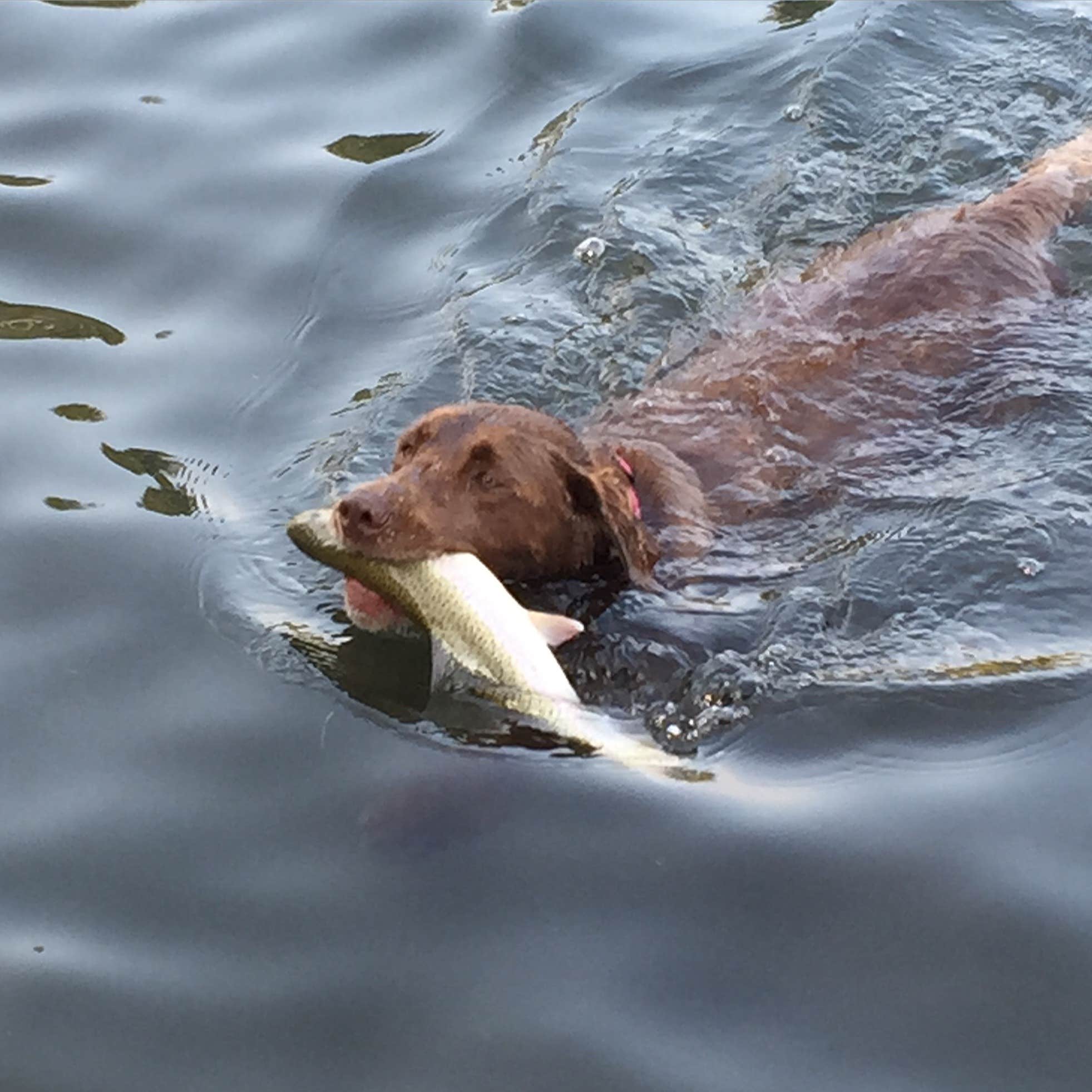Talia H.'s photo of camping with pets at Little Bitterroot Lake Campground near Kalispell, MT