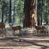 Review photo of Logger Campground by Kate M., August 1, 2017