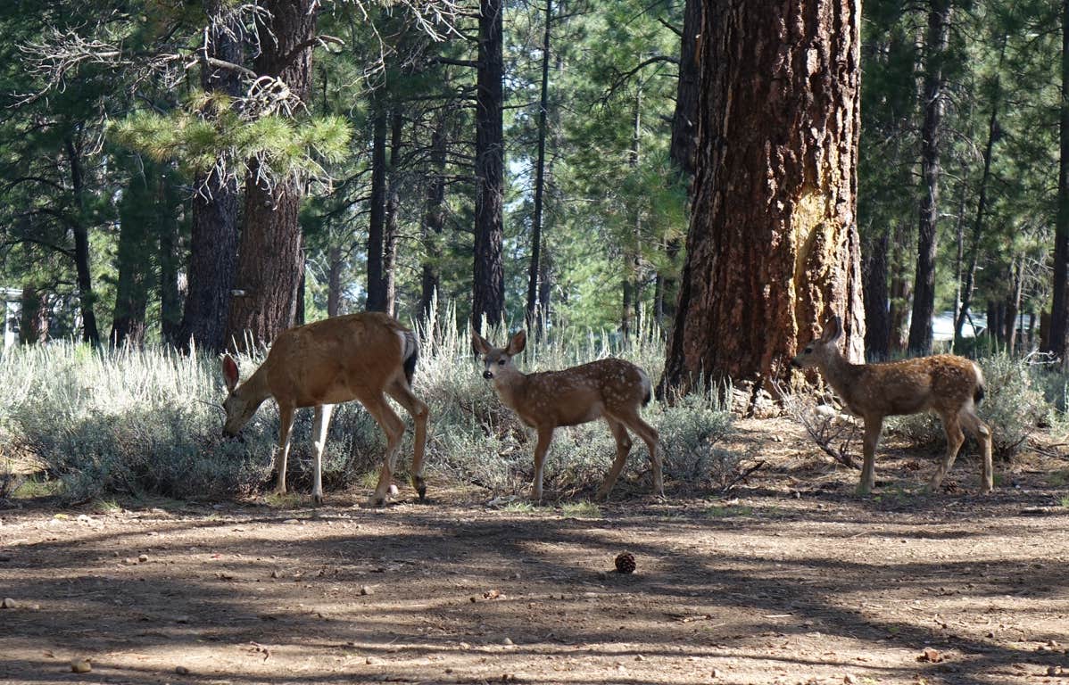 Camper submitted image from Logger Campground - 5