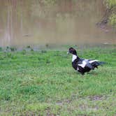Review photo of Kenlake State Resort Park by Staci R., August 1, 2017