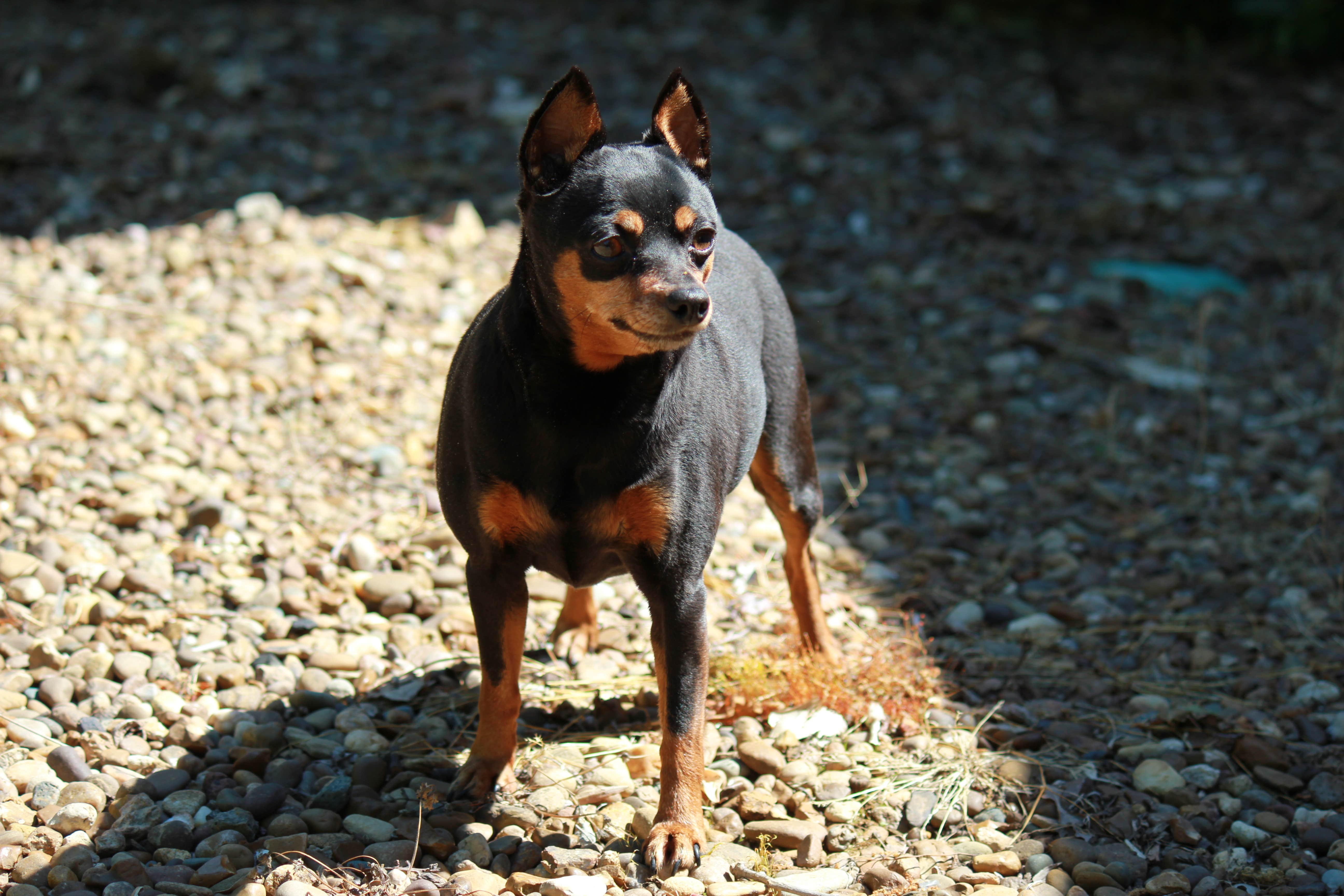 Staci R.'s photo of camping with pets at Kenlake State Resort Park near Buchanan, TN