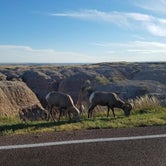 Review photo of Badlands Hotel & Campground by Anne G., August 1, 2017