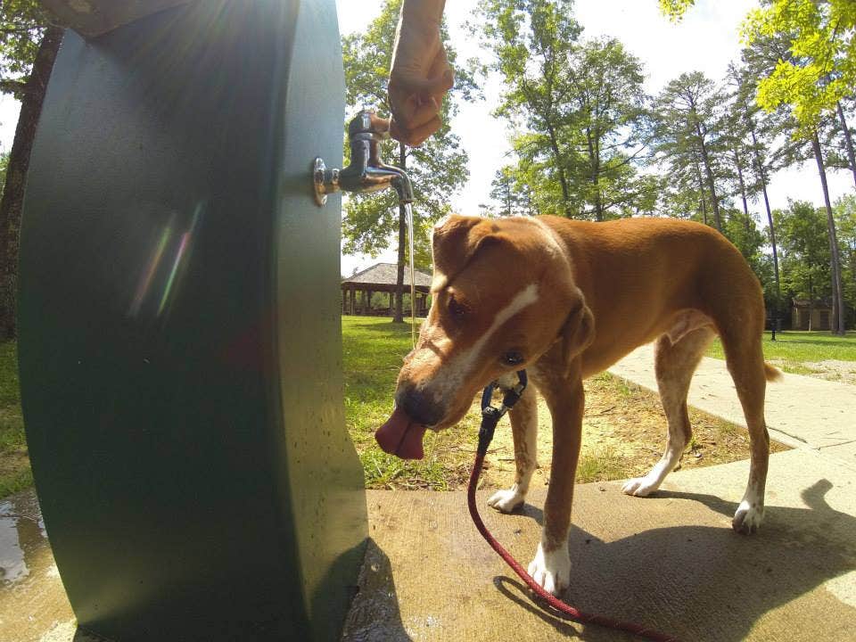Sarah C.'s photo of camping with pets at Blue Heron Campground — Big South Fork National River and Recreation Area near Jamestown, KY