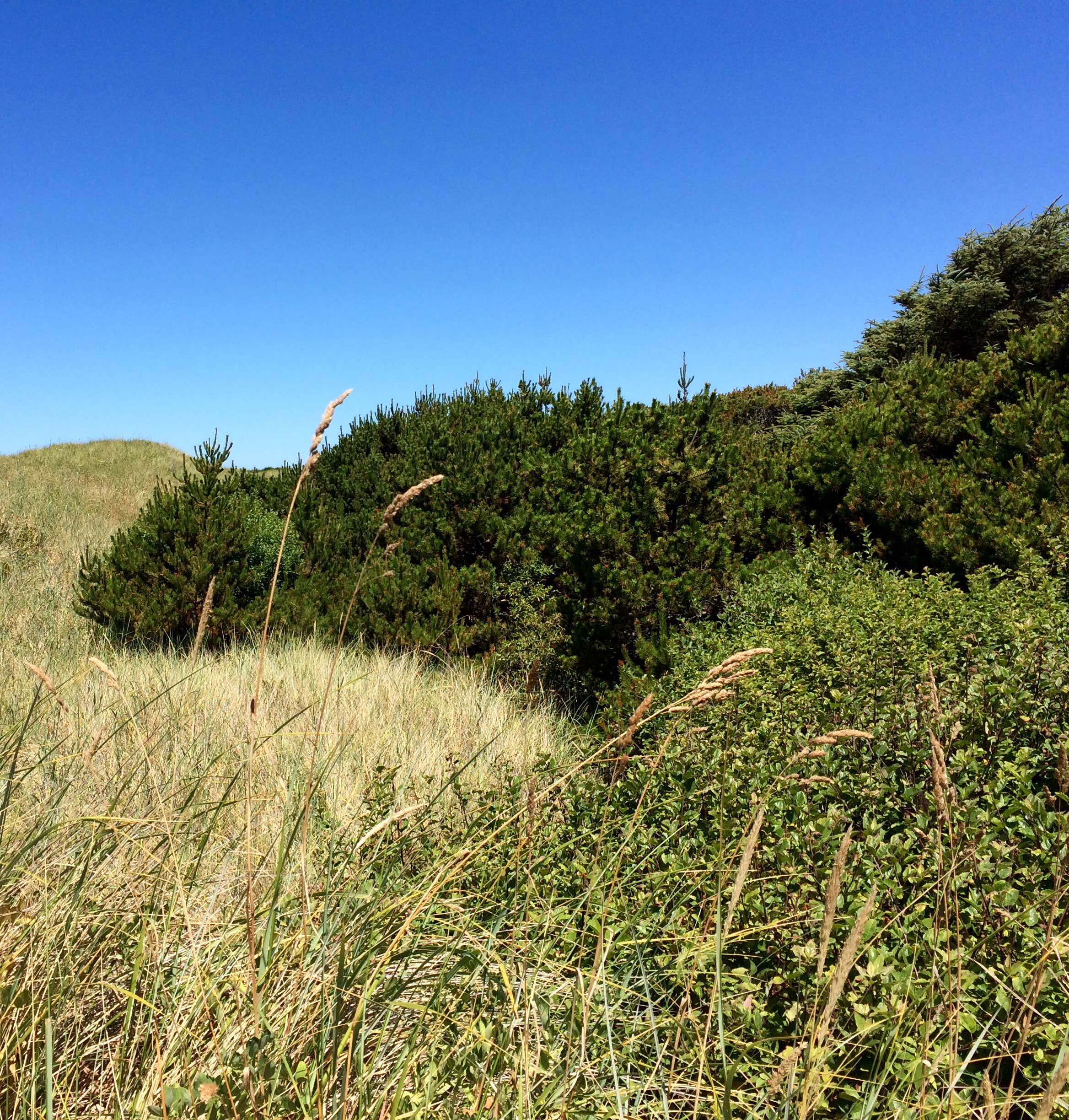 Camper submitted image from Twin Harbors State Park Campground - 2