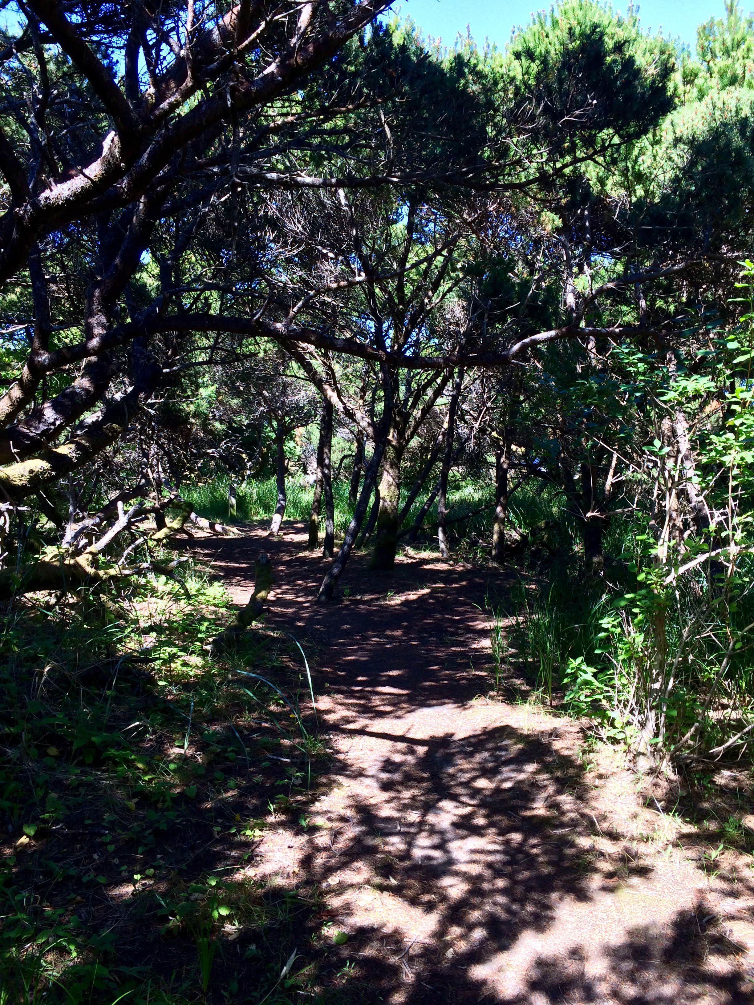 Camper-submitted photo at Twin Harbors State Park Campground near Aberdeen, WA