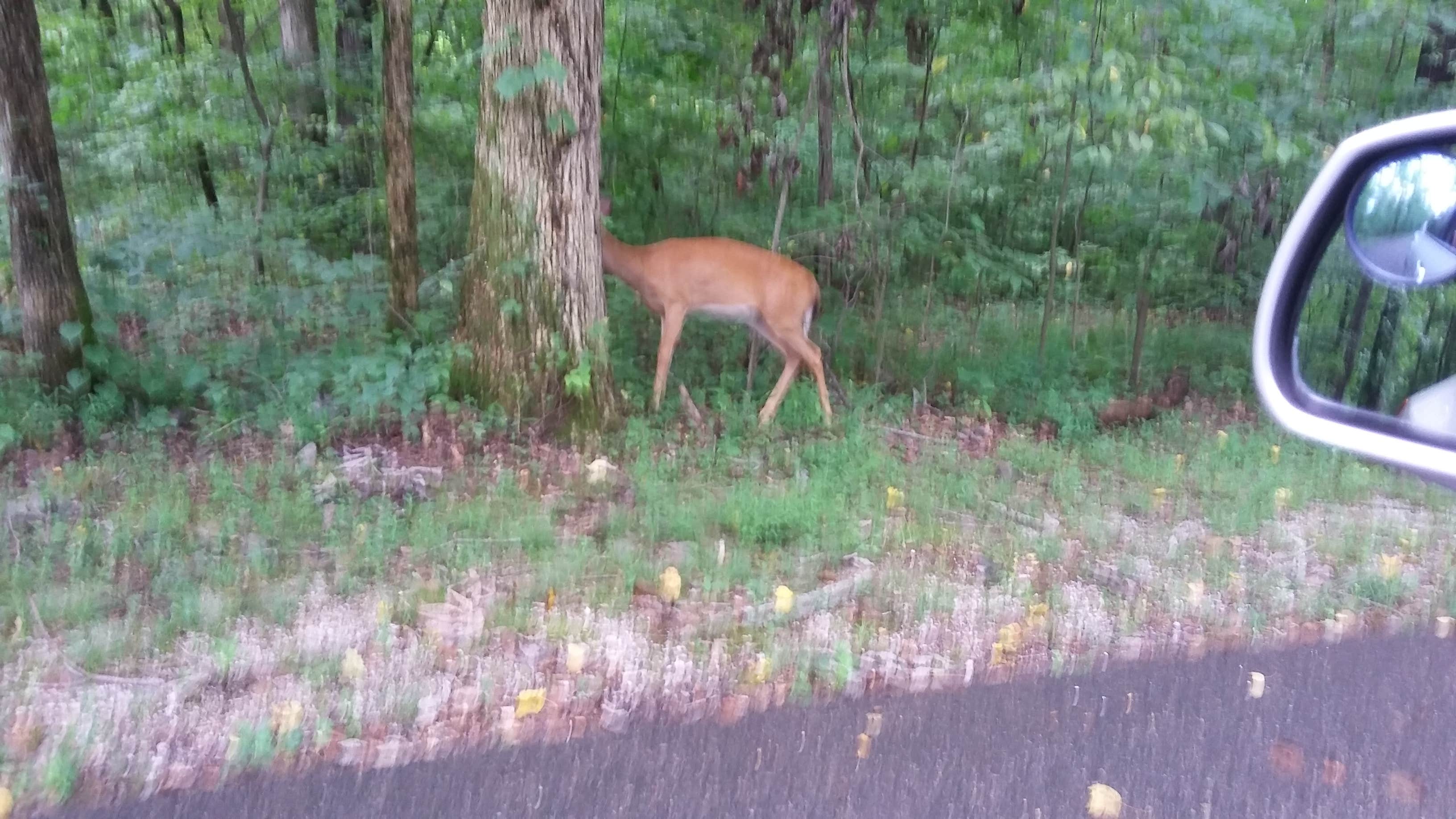 Camper-submitted photo at Gobbler's Run Campground — Lincoln State Park near Santa Claus, IN