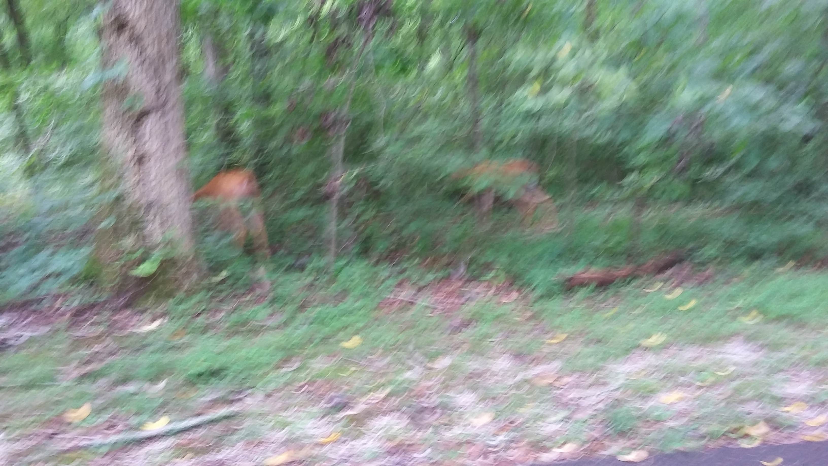 Camper-submitted photo at Gobbler's Run Campground — Lincoln State Park near Santa Claus, IN