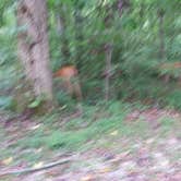 Review photo of Gobbler's Run Campground — Lincoln State Park by Jerry  R., August 2, 2017
