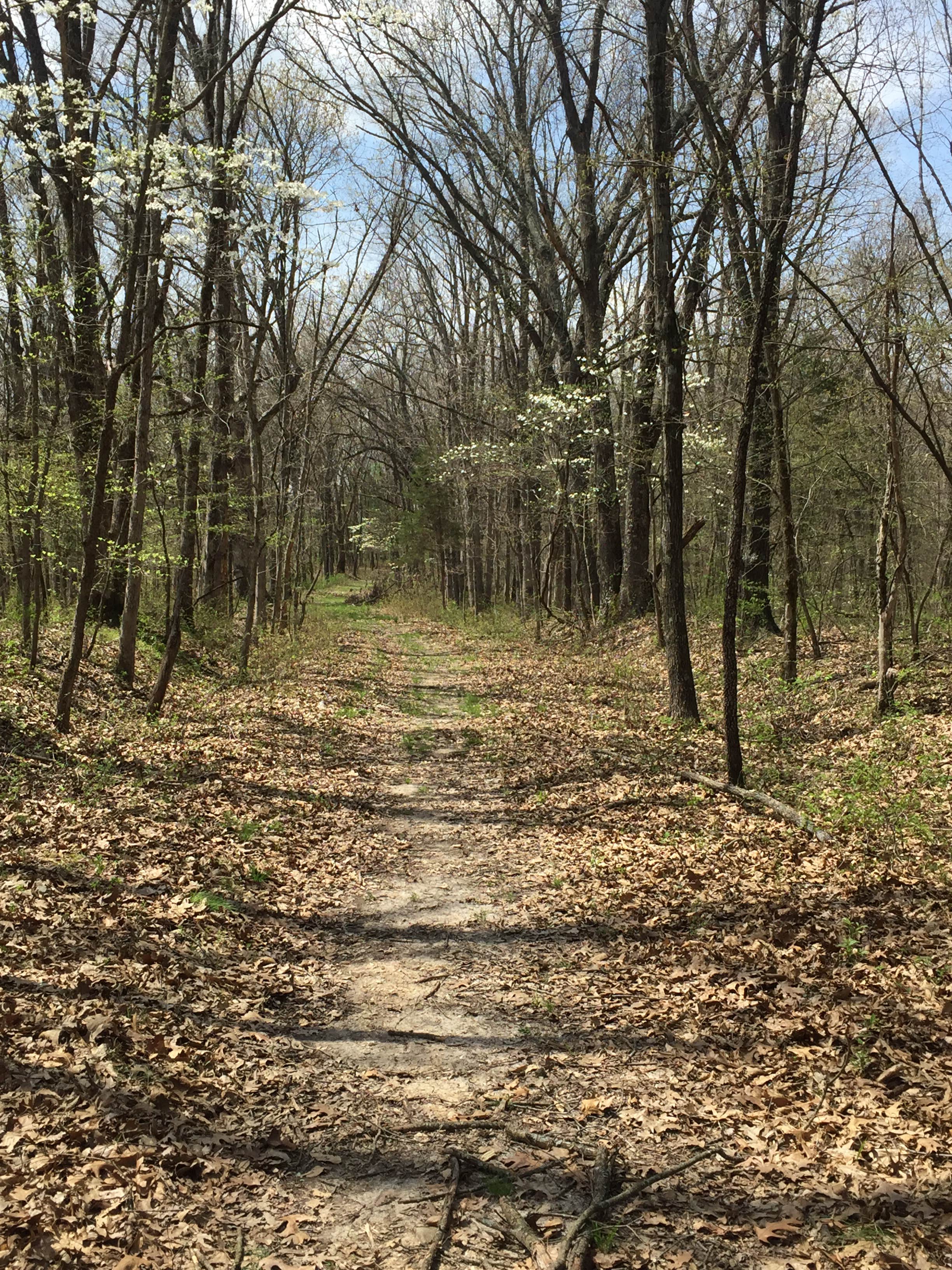 Camper submitted image from Cuivre River State Park Campground - 4