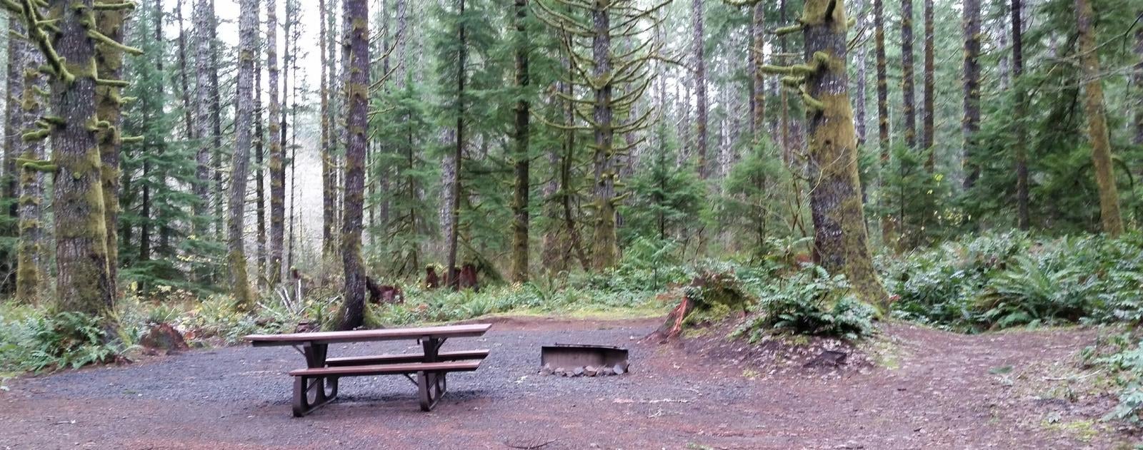 Camper submitted image from Alsea Falls Recreation Site (campground) - 5