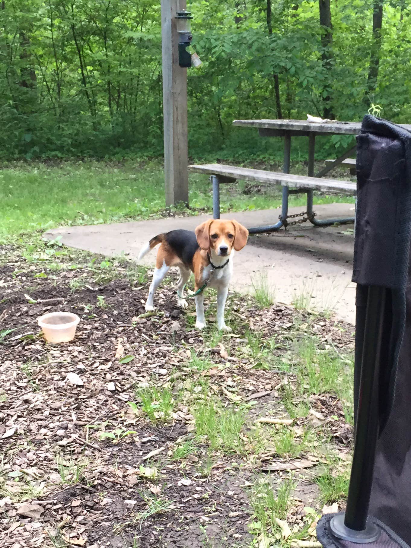 Chad K.'s photo of camping with pets at Knob Noster State Park Campground near Clinton, MO