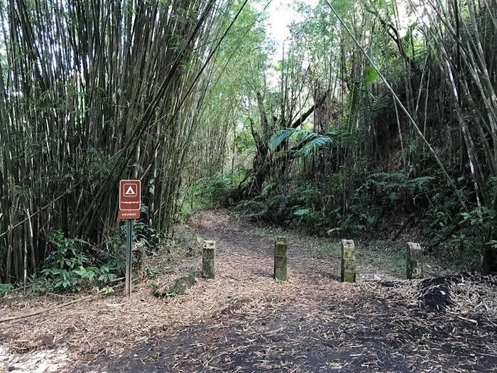 Camper submitted image from El Yunque National Forest Camp Sites - 4
