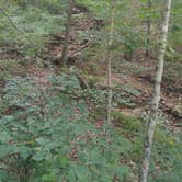 Review photo of St. Francois State Park Campground by Alex T., August 2, 2017
