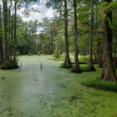 Review photo of Merchants Millpond State Park Campground by William R., September 1, 2019