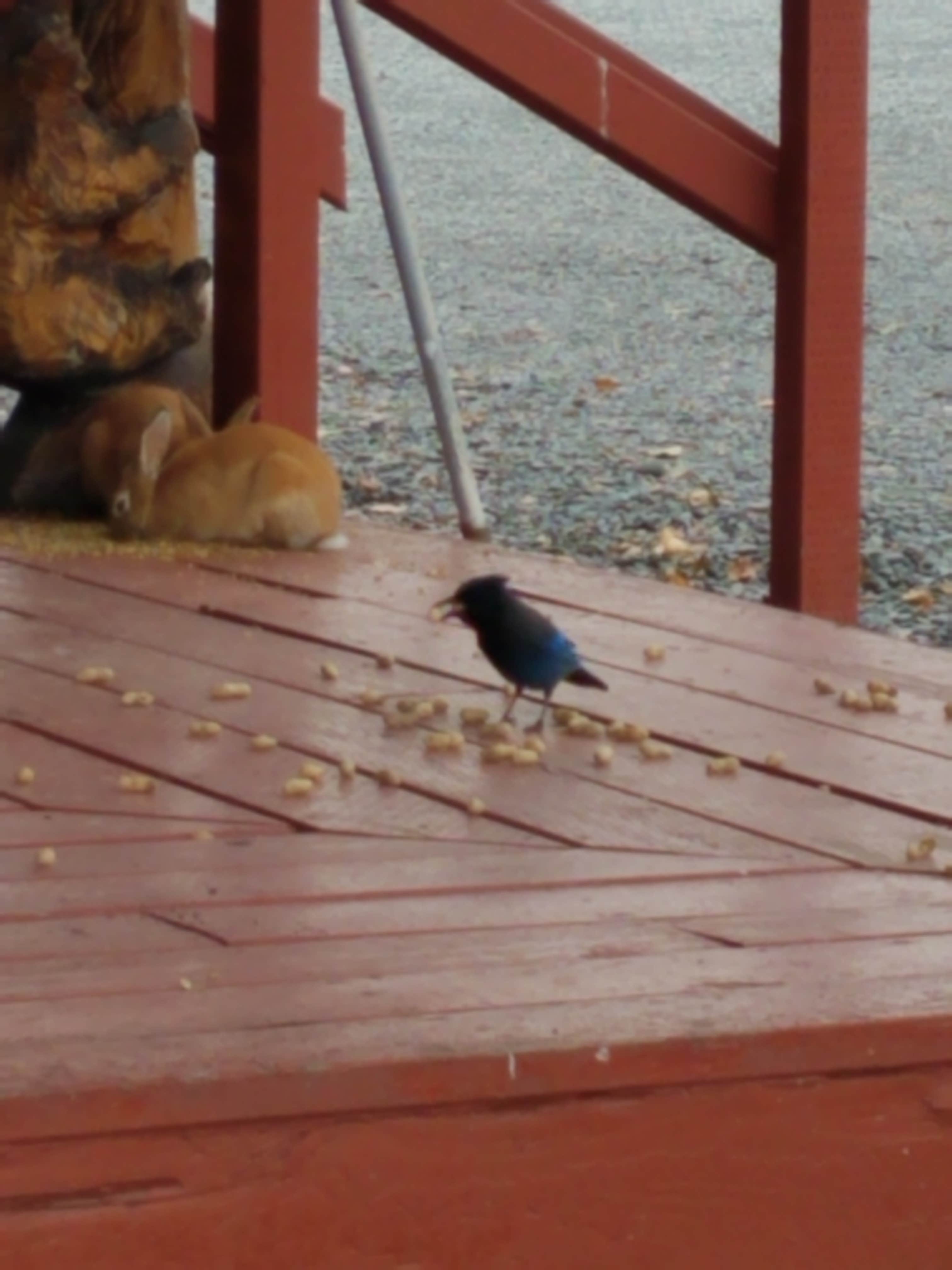 Camper submitted image from Bear Paw RV Park - 4