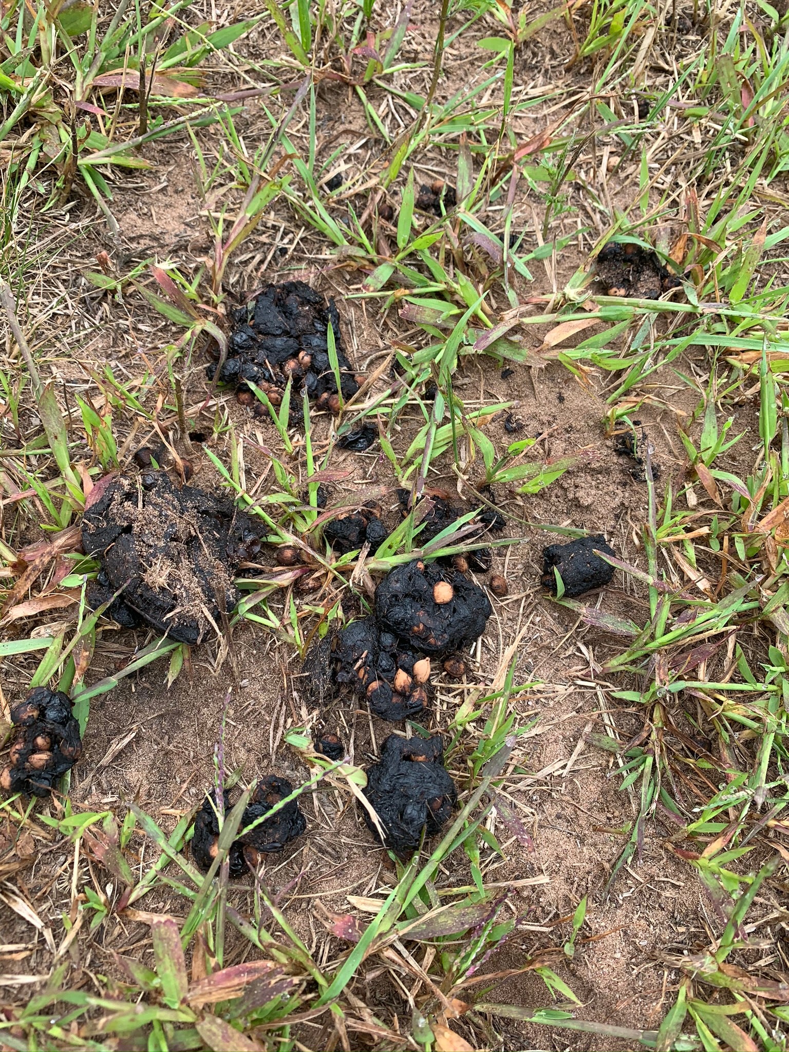 In case you’re wondering what bear poop looks like, here’s some. Lots of horse poop on the trails- don’t let it scare ya!