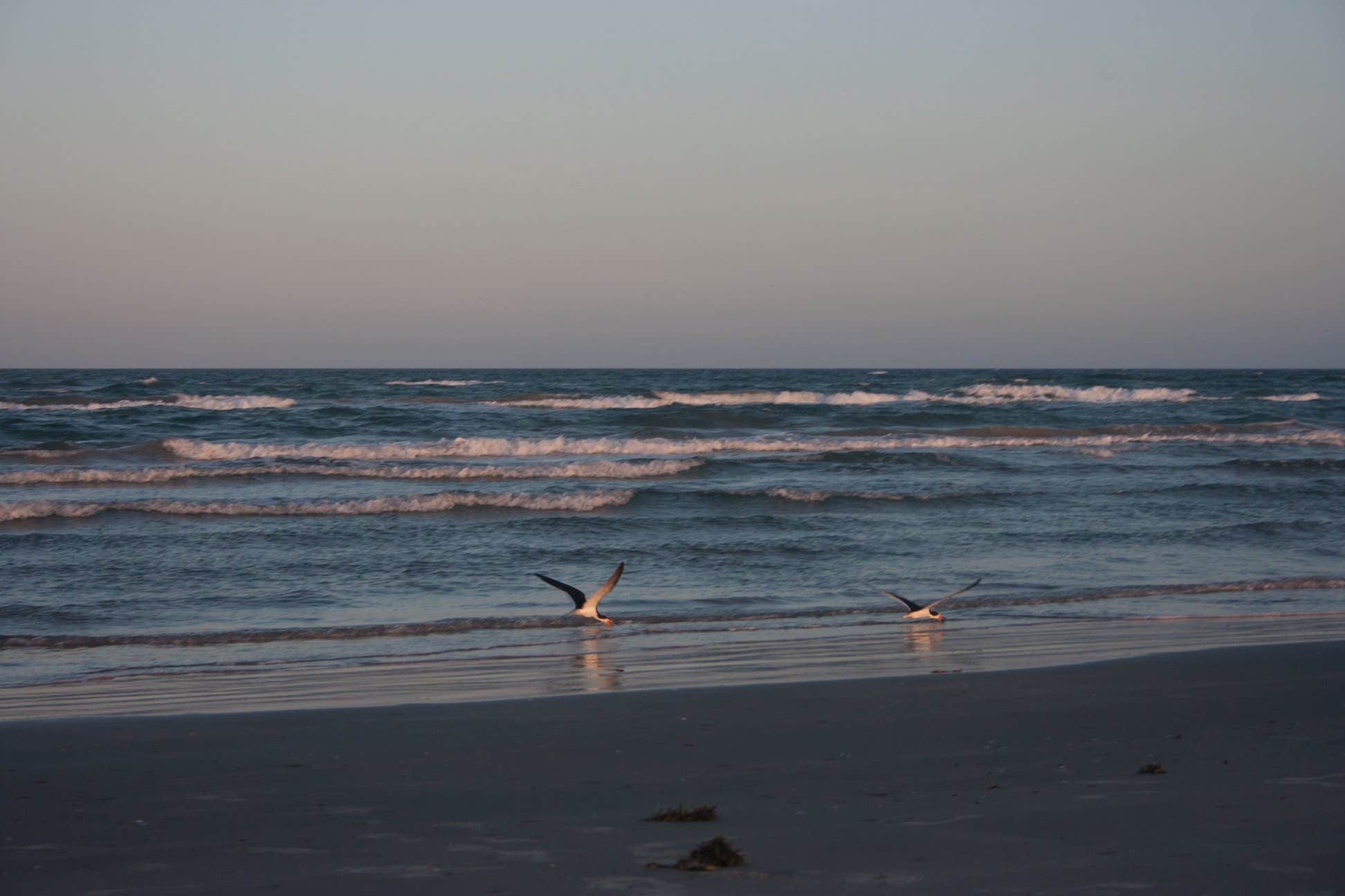 Camper submitted image from South Beach — Padre Island National Seashore - 5