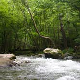 Review photo of Elkmont Campground — Great Smoky Mountains National Park by Chastity H., September 2, 2019