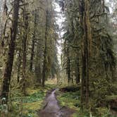 Review photo of Hoh Rain Forest - Olympic National Park by Shaun W., August 3, 2017