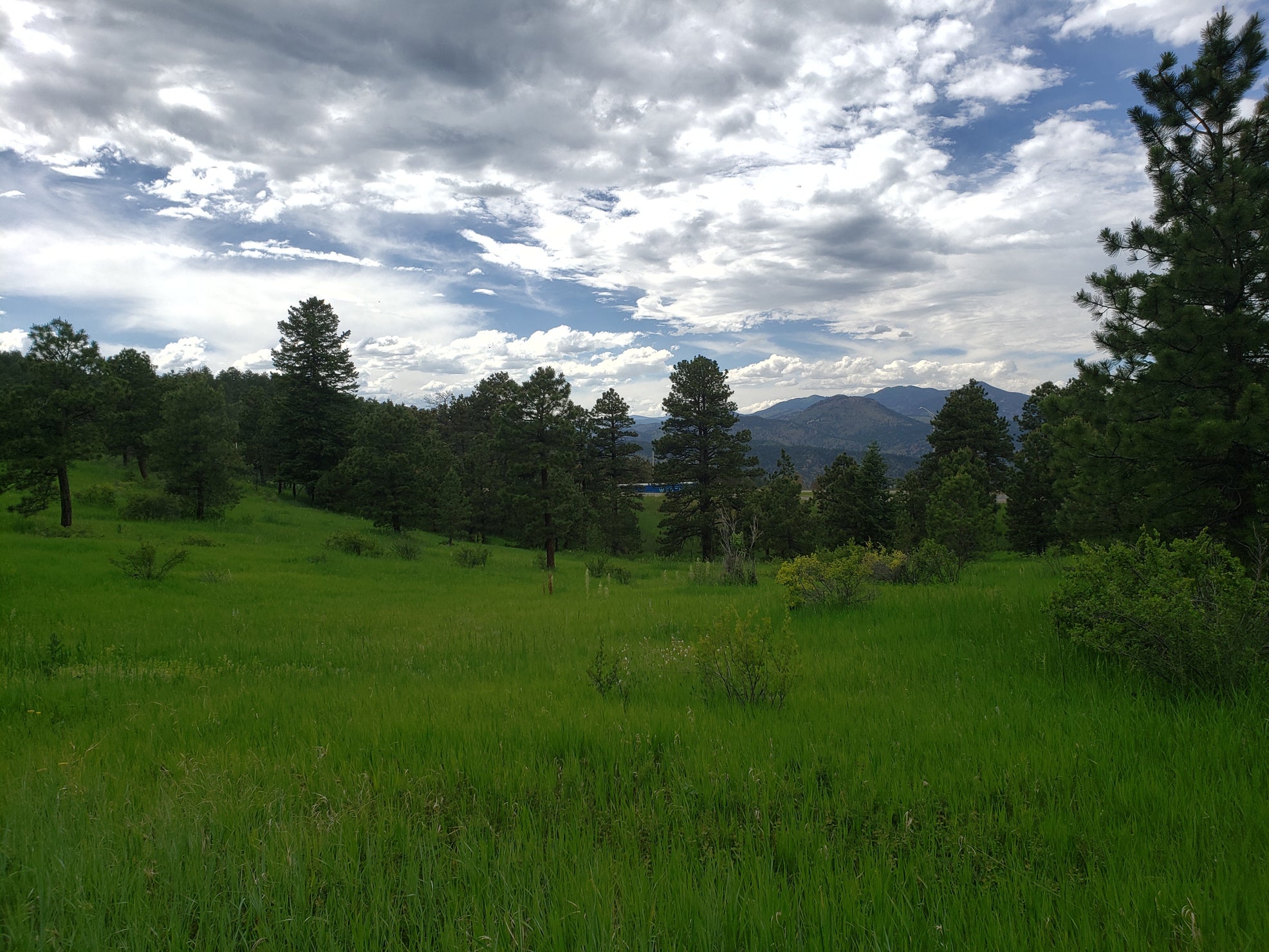 Green-colored field in front of pine trees and the Genesee Mountains at Chief Hosa Campground