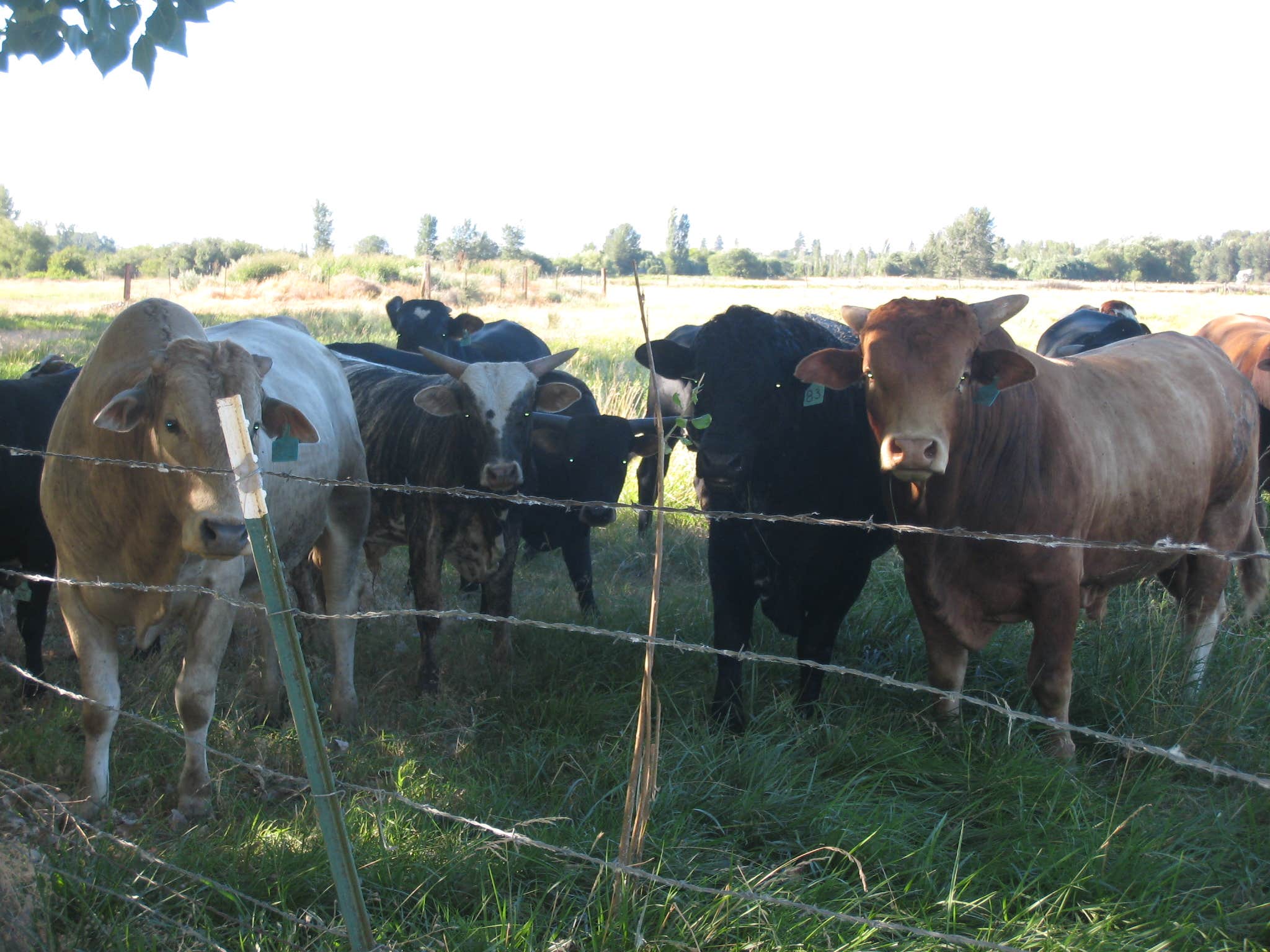 Darlene G.'s photo of camping with a horse at Yakima River RV Park near Yakima, WA