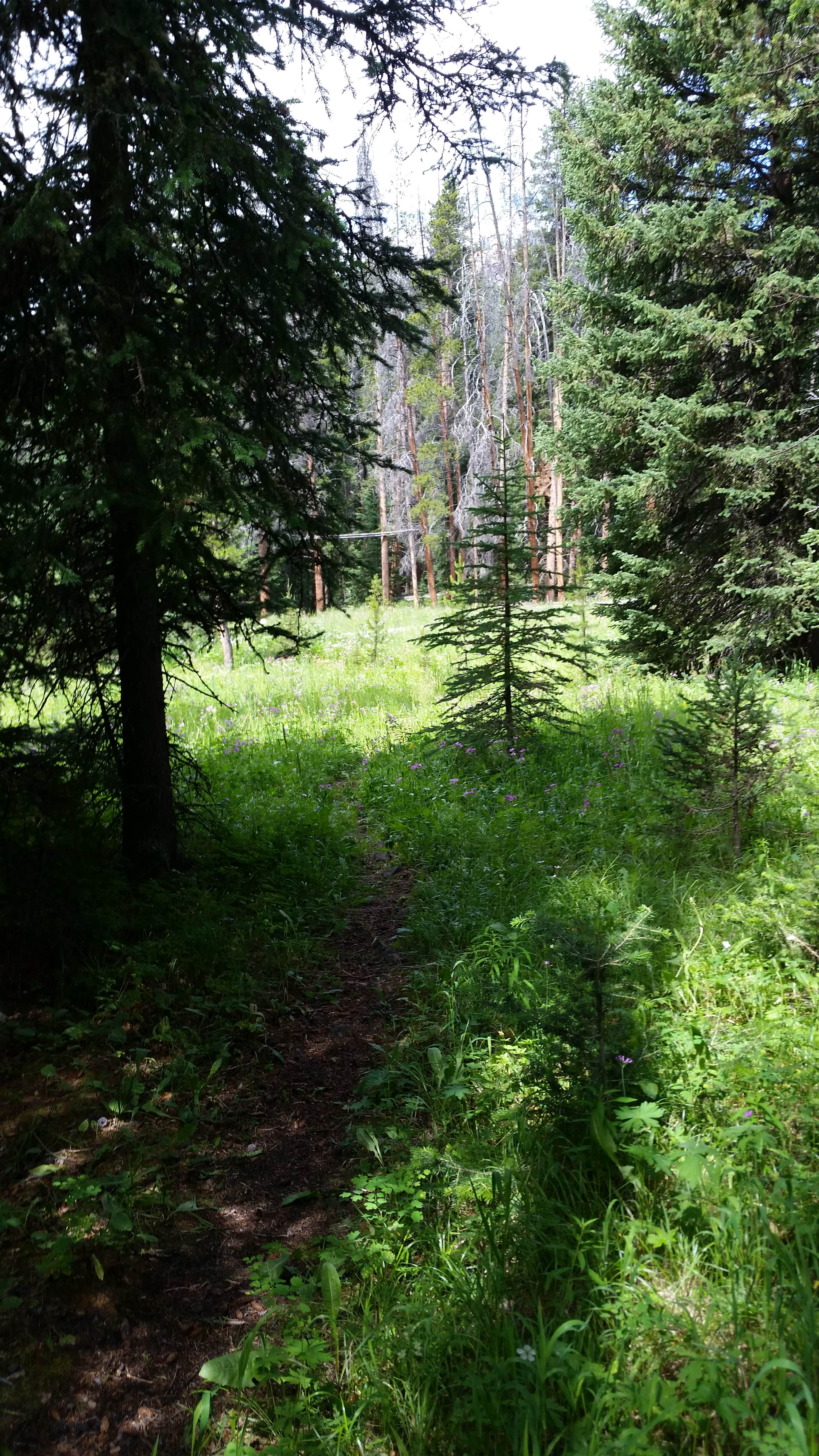 Camper submitted image from WF1 Backcountry Campsite — Yellowstone National Park - 2