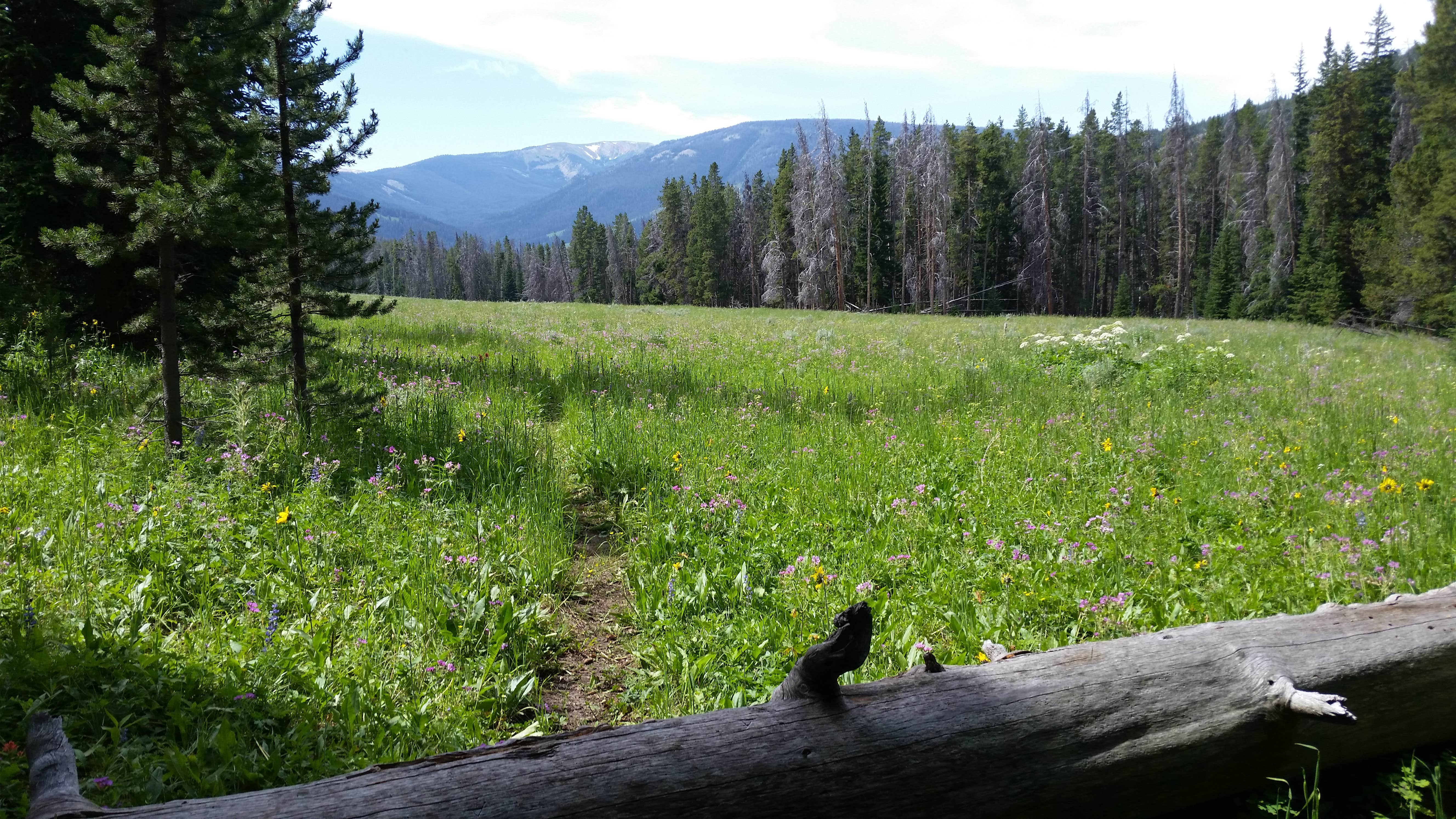 Camper submitted image from WF1 Backcountry Campsite — Yellowstone National Park - 3