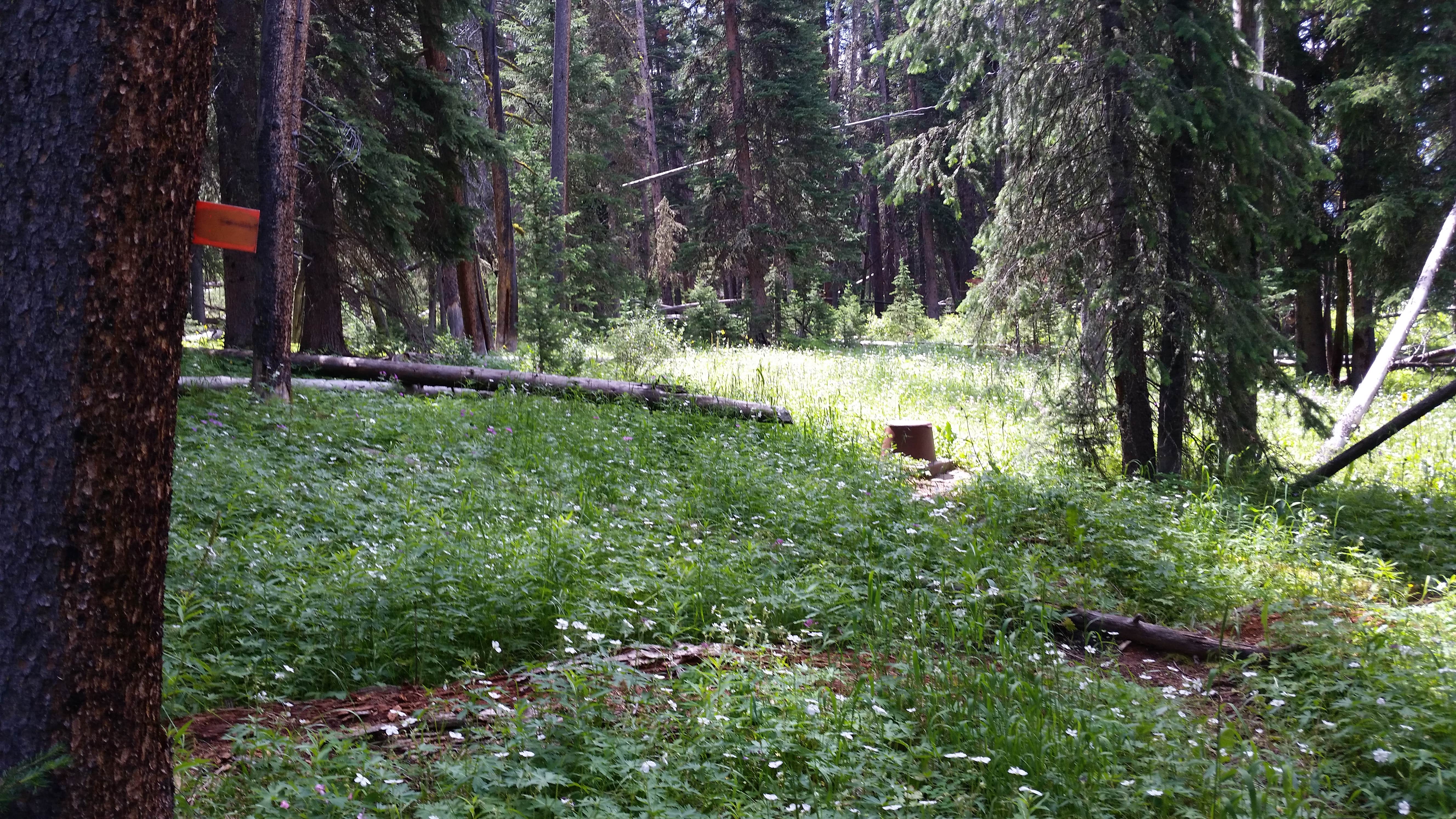Camper-submitted photo at WF1 Backcountry Campsite — Yellowstone National Park near Custer Gallatin National Forest