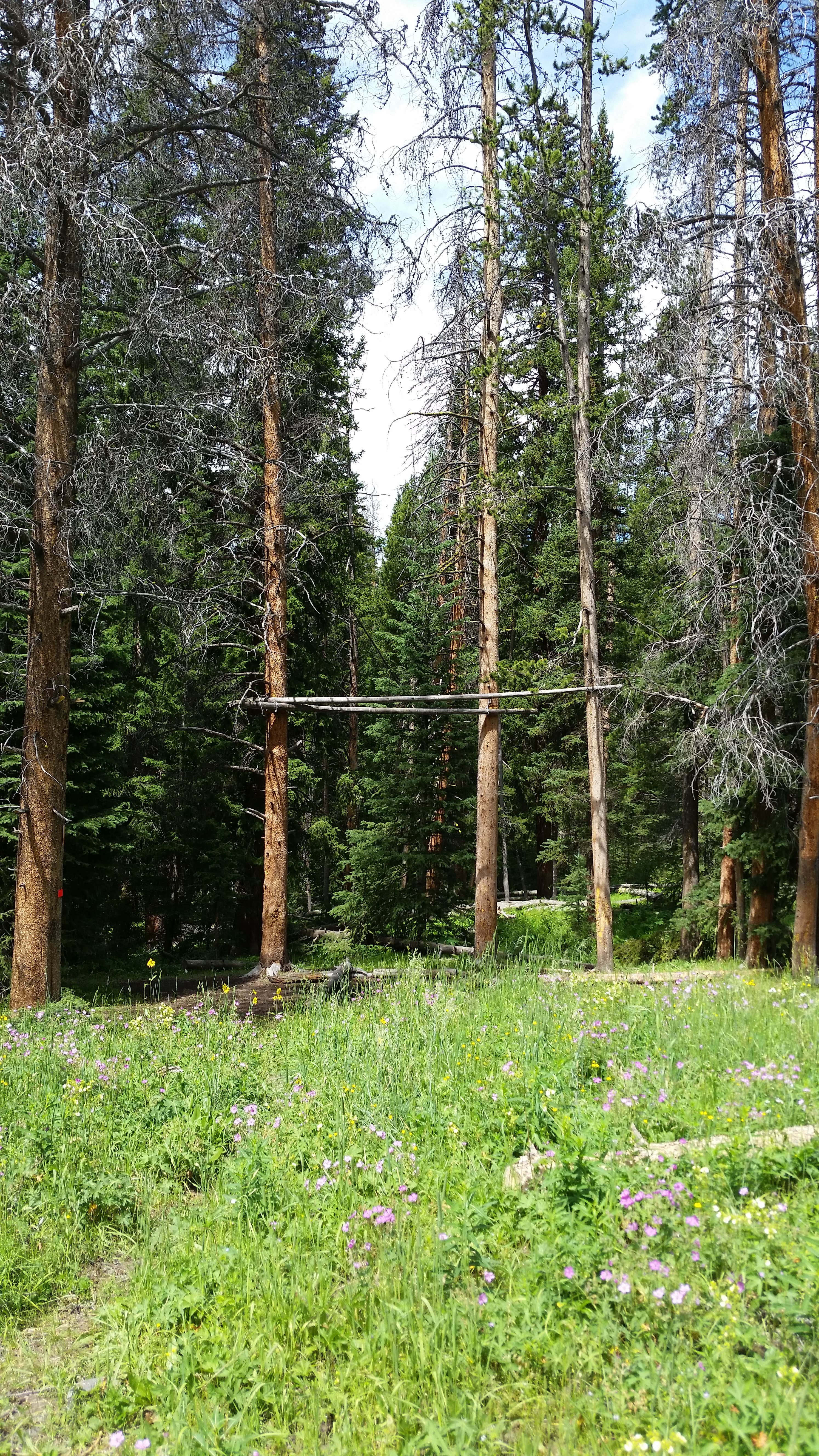Camper-submitted photo at WF1 Backcountry Campsite — Yellowstone National Park near Custer Gallatin National Forest