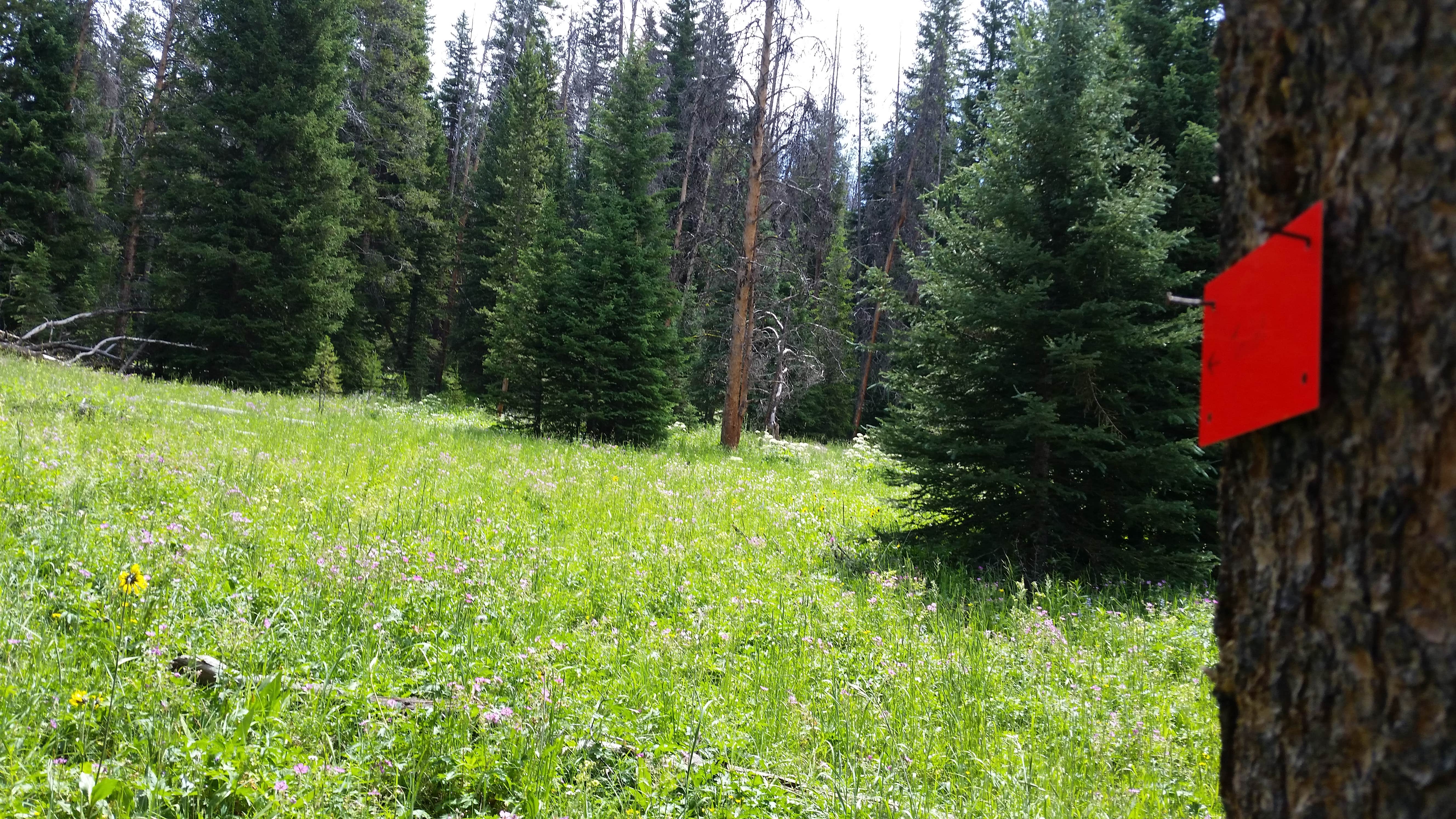 Camper-submitted photo at WF1 Backcountry Campsite — Yellowstone National Park near Custer Gallatin National Forest