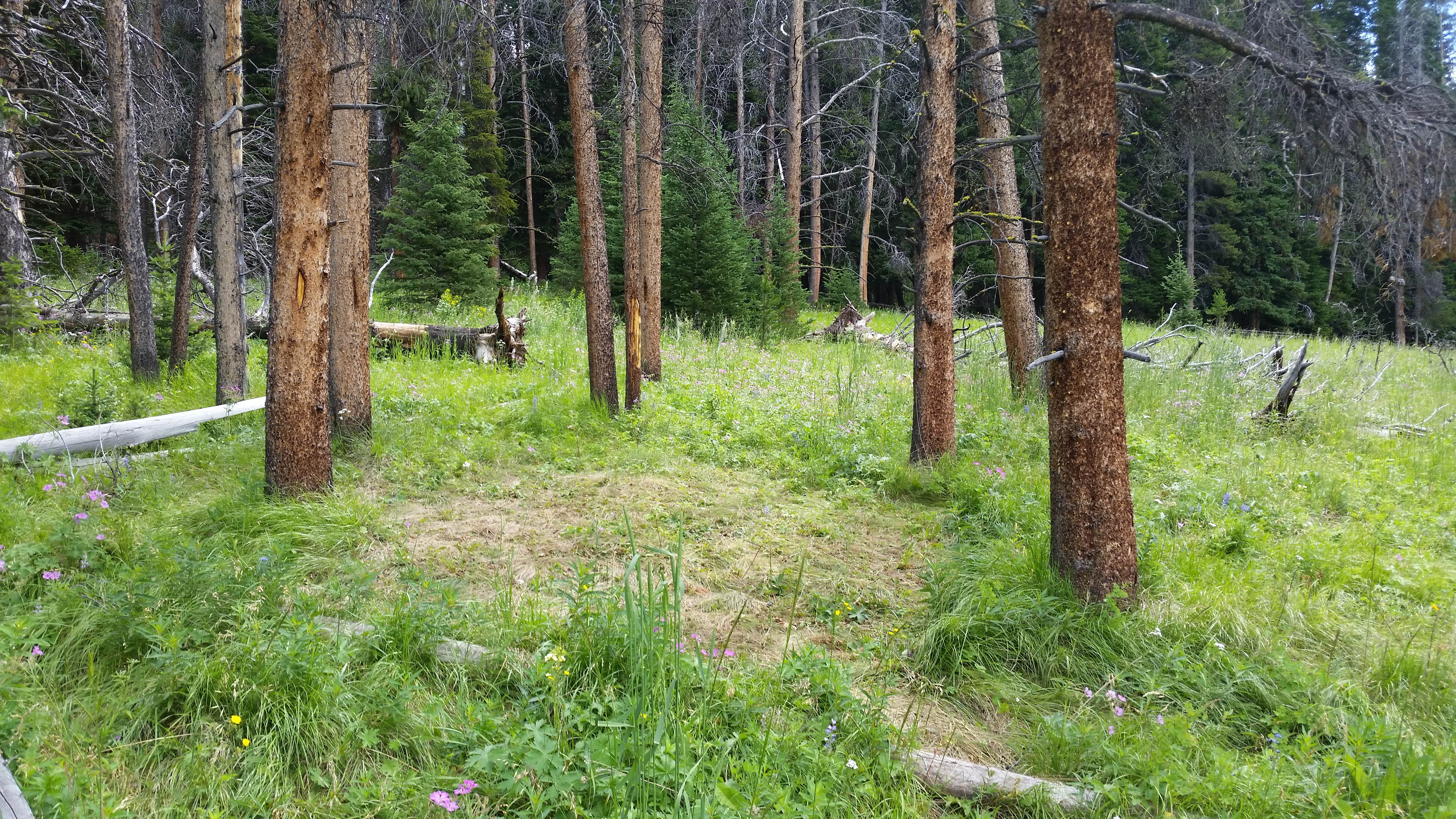 Camper-submitted photo at WF1 Backcountry Campsite — Yellowstone National Park near Custer Gallatin National Forest