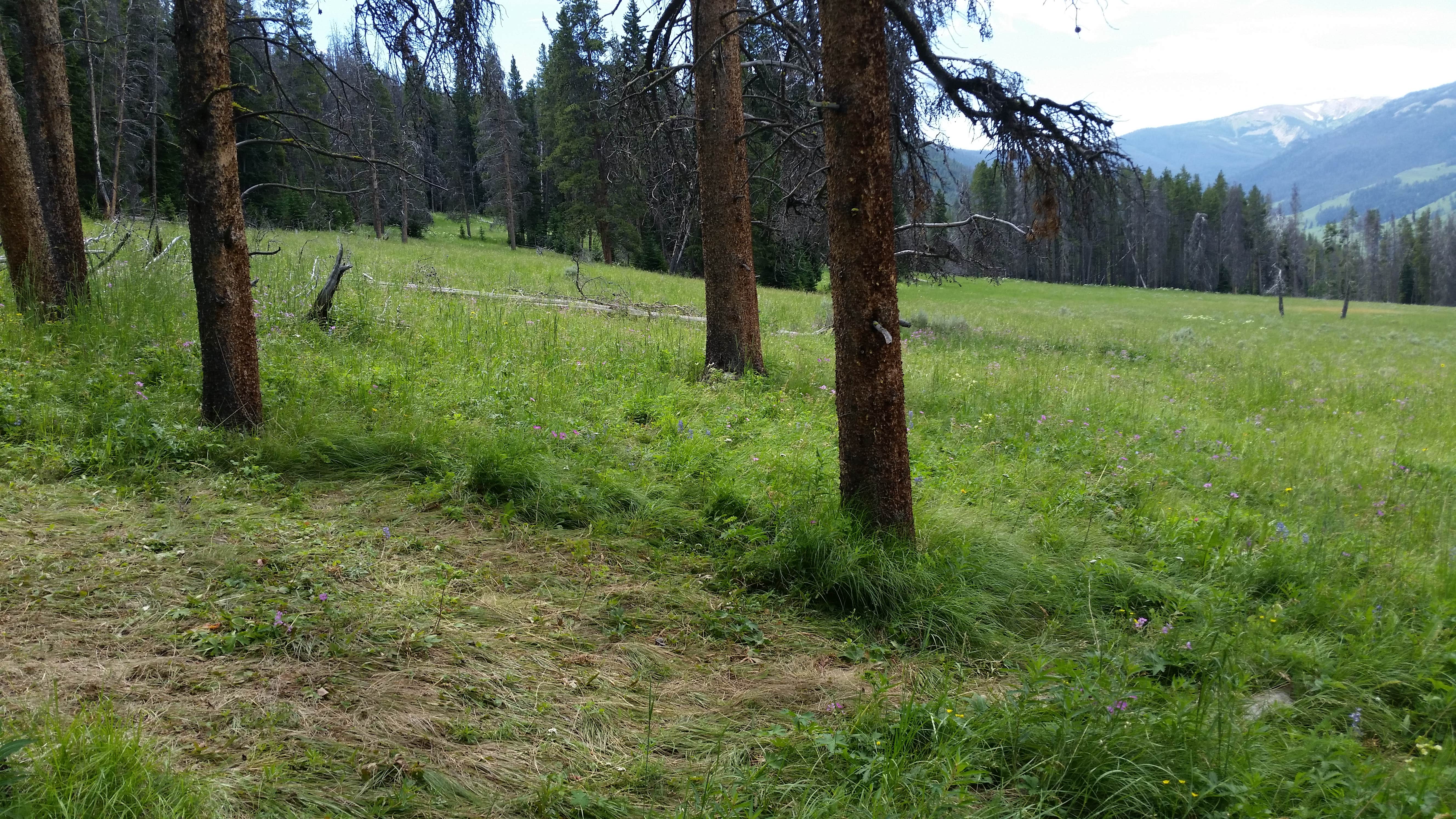 Camper-submitted photo at WF1 Backcountry Campsite — Yellowstone National Park near Custer Gallatin National Forest