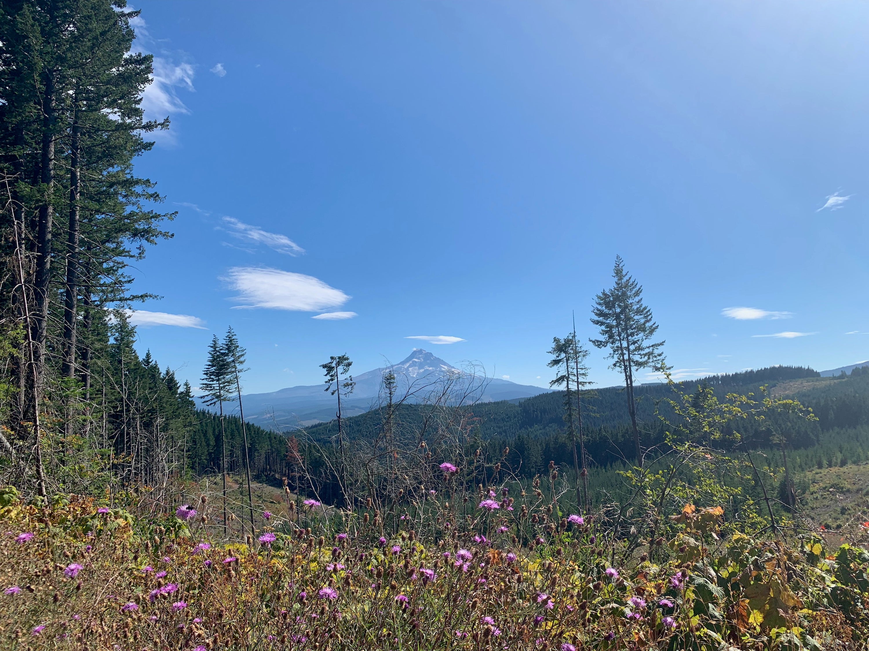 Camper submitted image from Black Lake Campground—Mount Hood National Forest - 2