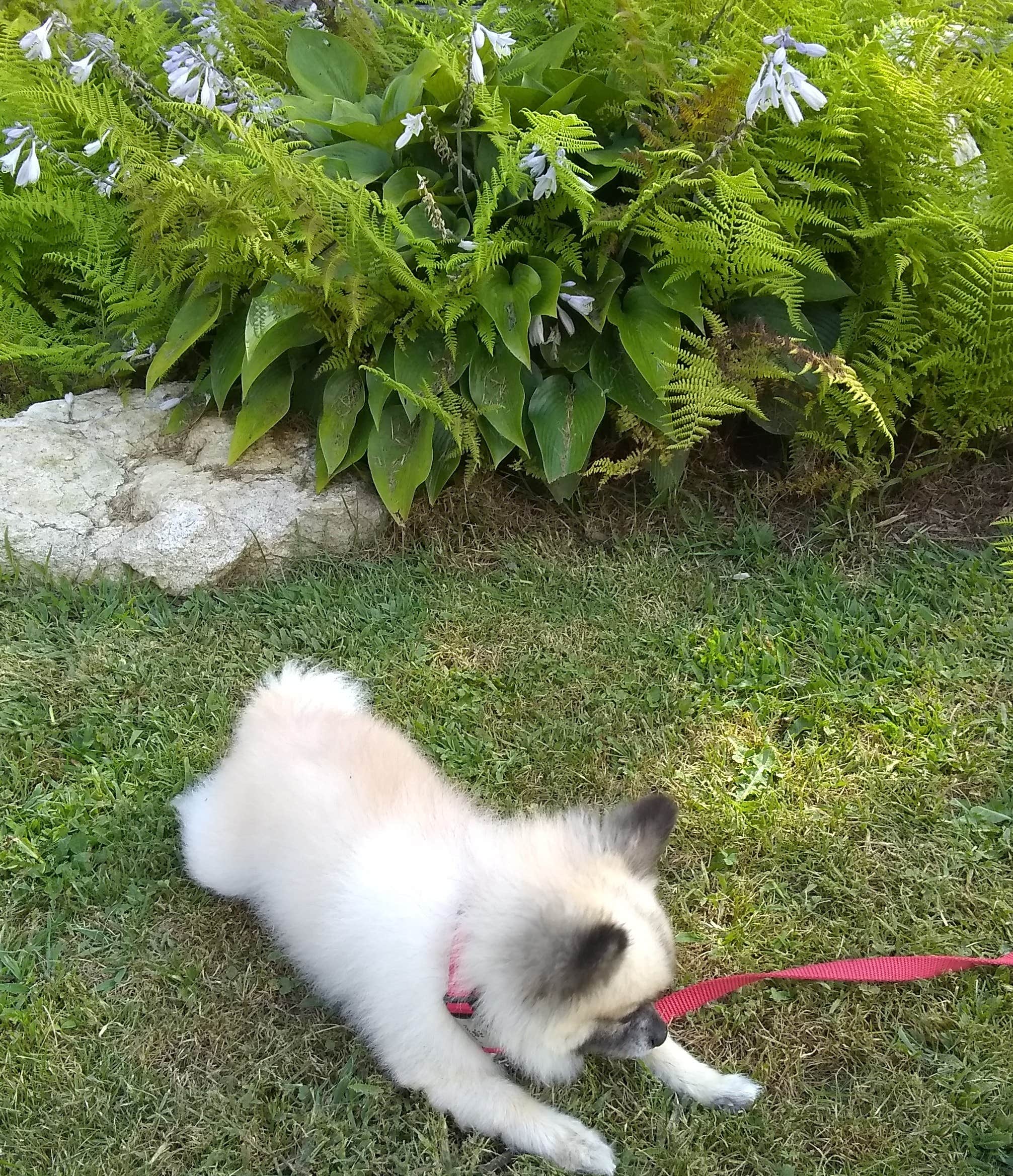 Dawn V.'s photo of camping with pets at Down by the River Campground - 55+ near Beech Mountain, NC