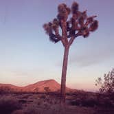 Review photo of Sheep Pass Group Campground — Joshua Tree National Park by Ryan D., September 2, 2019