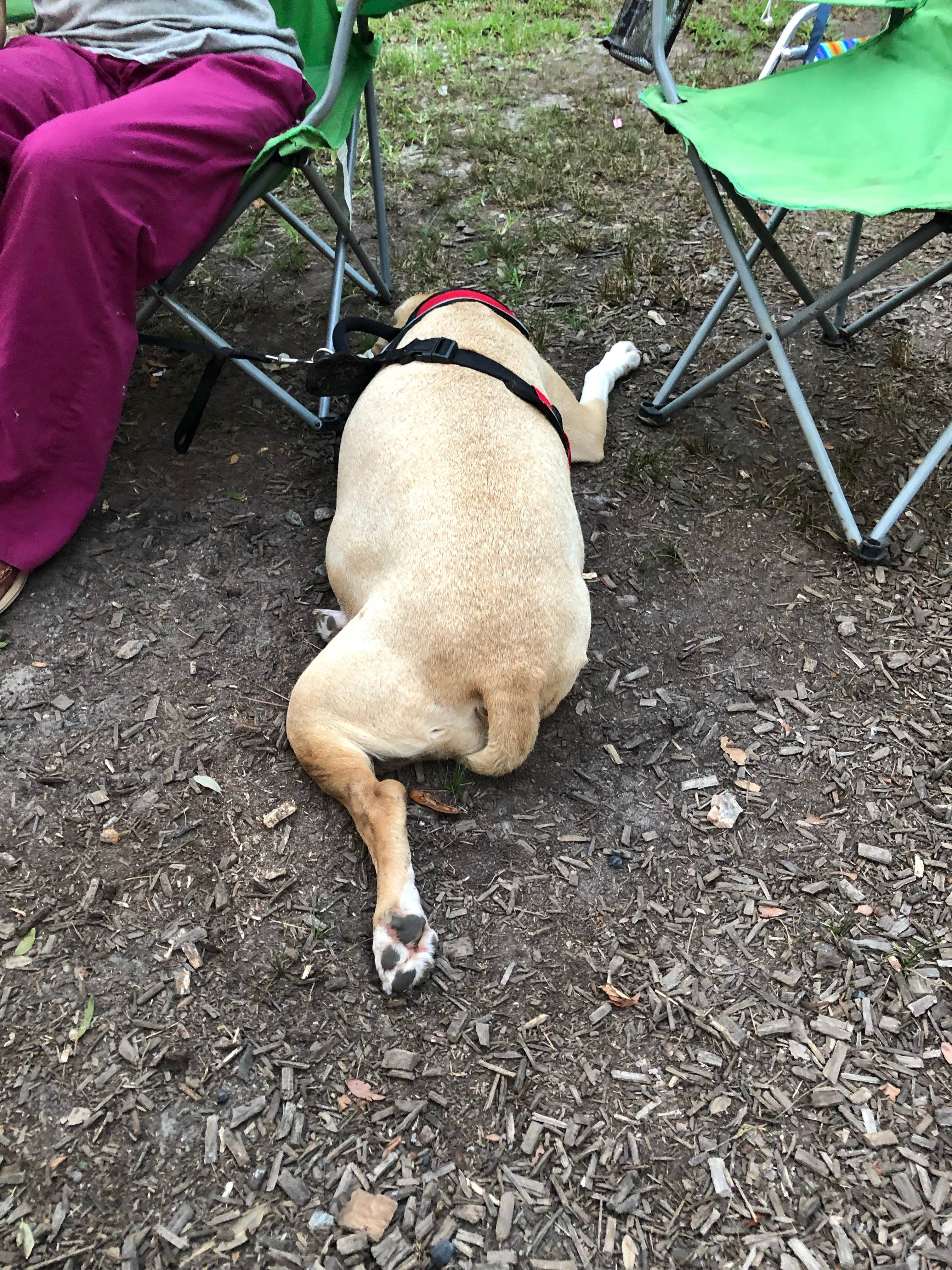 RL's photo of camping with pets at First Landing State Park Campground in Virginia