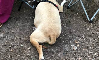 RL's photo of camping with pets at First Landing State Park Campground near Newport News, VA