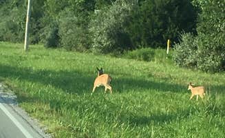 J K.'s photo of camping with pets at Rend Lake near Bonnie, IL