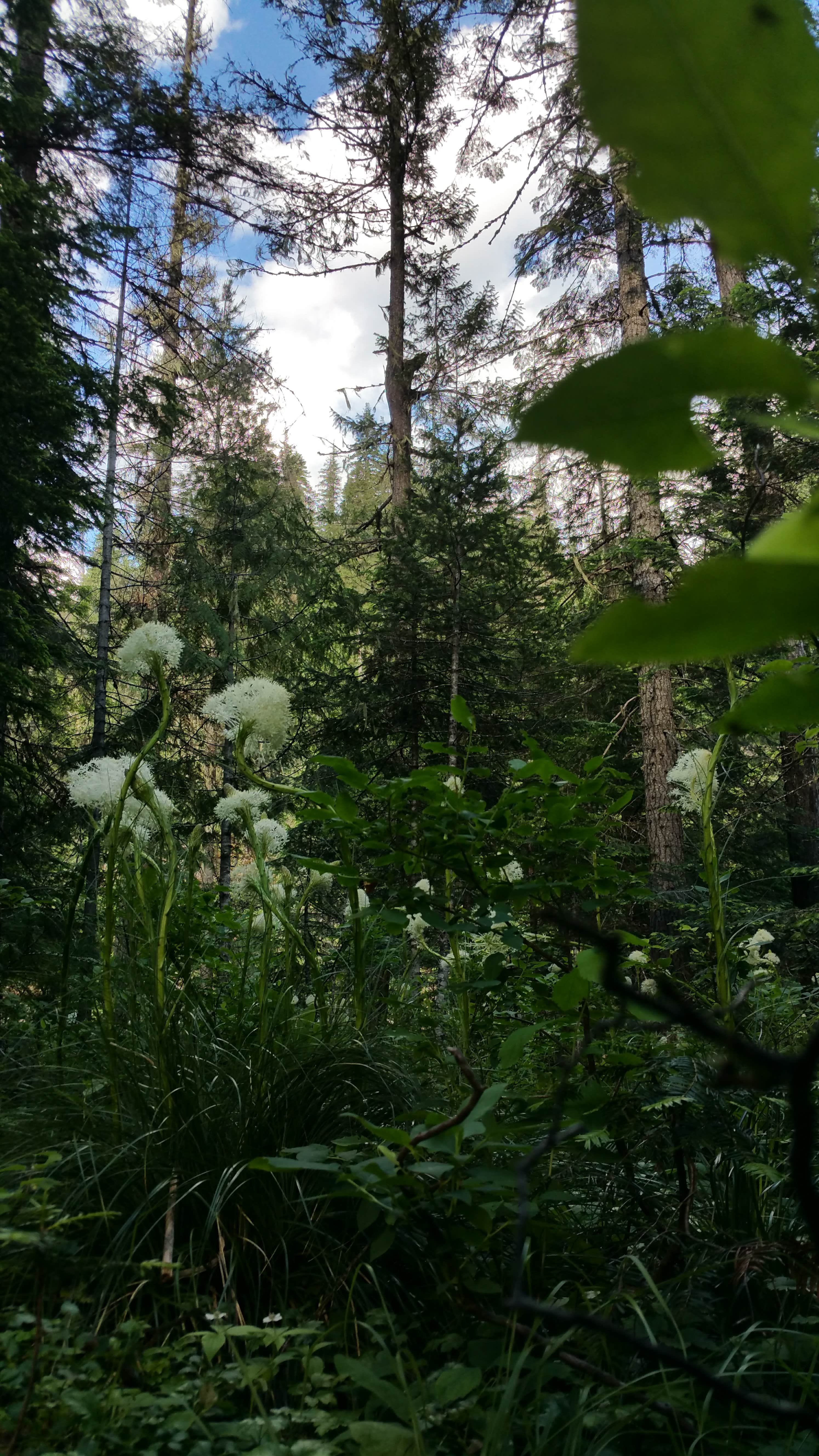 Camper-submitted photo at Devils Elbow near Wallace, ID