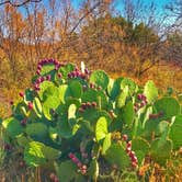 Review photo of Honey Flat Camping Area — Caprock Canyons State Park by Kelly B., September 3, 2019