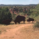 Review photo of Honey Flat Camping Area — Caprock Canyons State Park by Kelly B., September 3, 2019