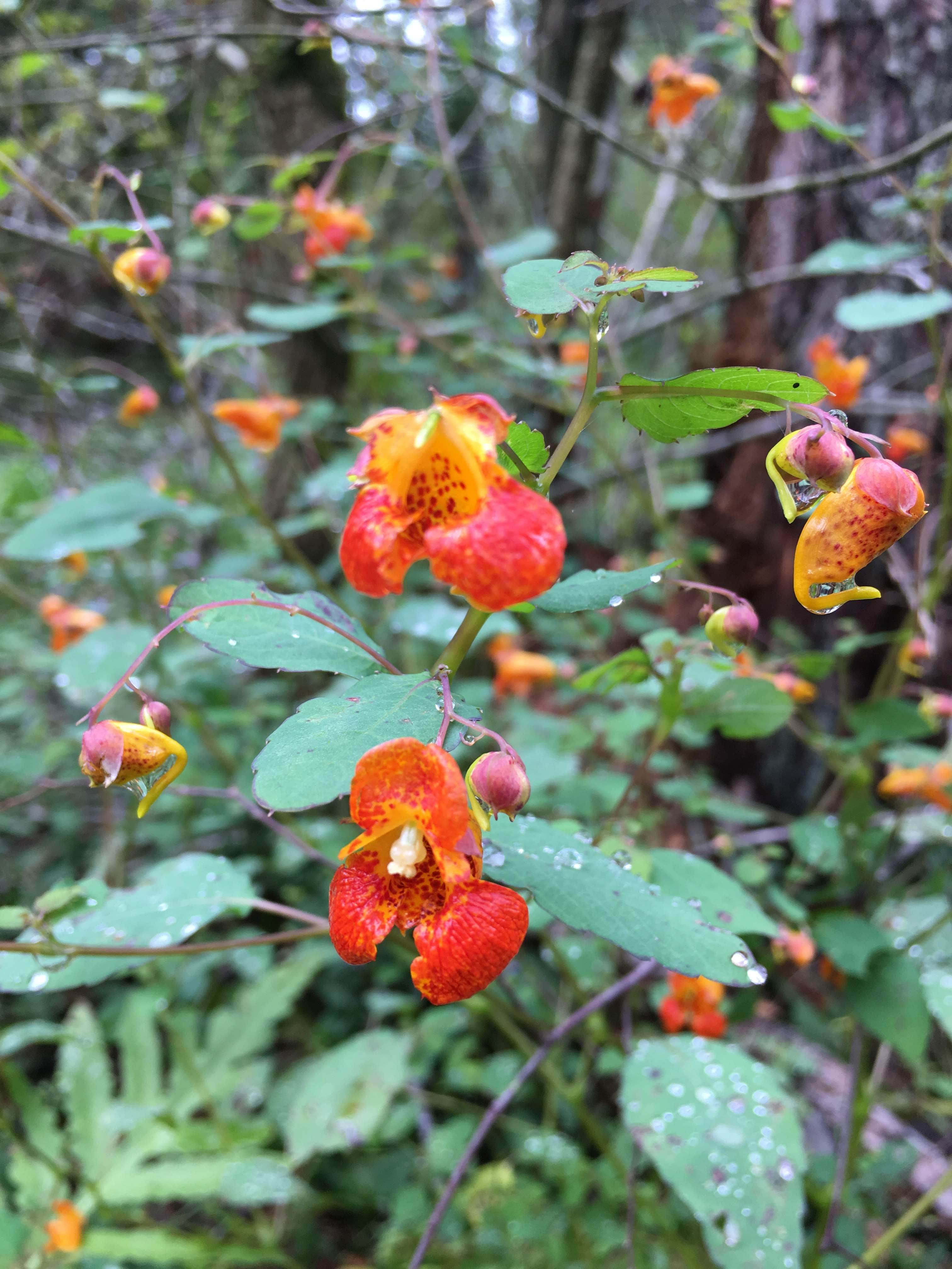 Camper-submitted photo at Ole Bull State Park Campground near Cammal, PA