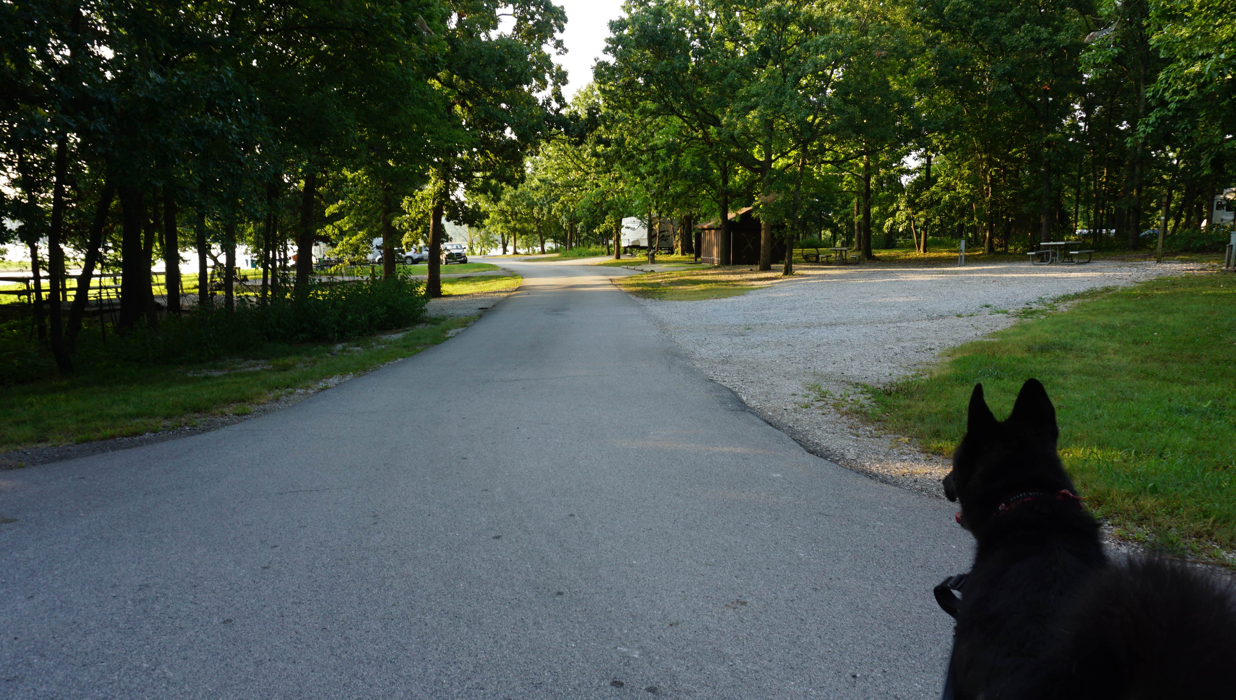 Daniel  B.'s photo of camping with pets at Longshoal near Stockton, MO