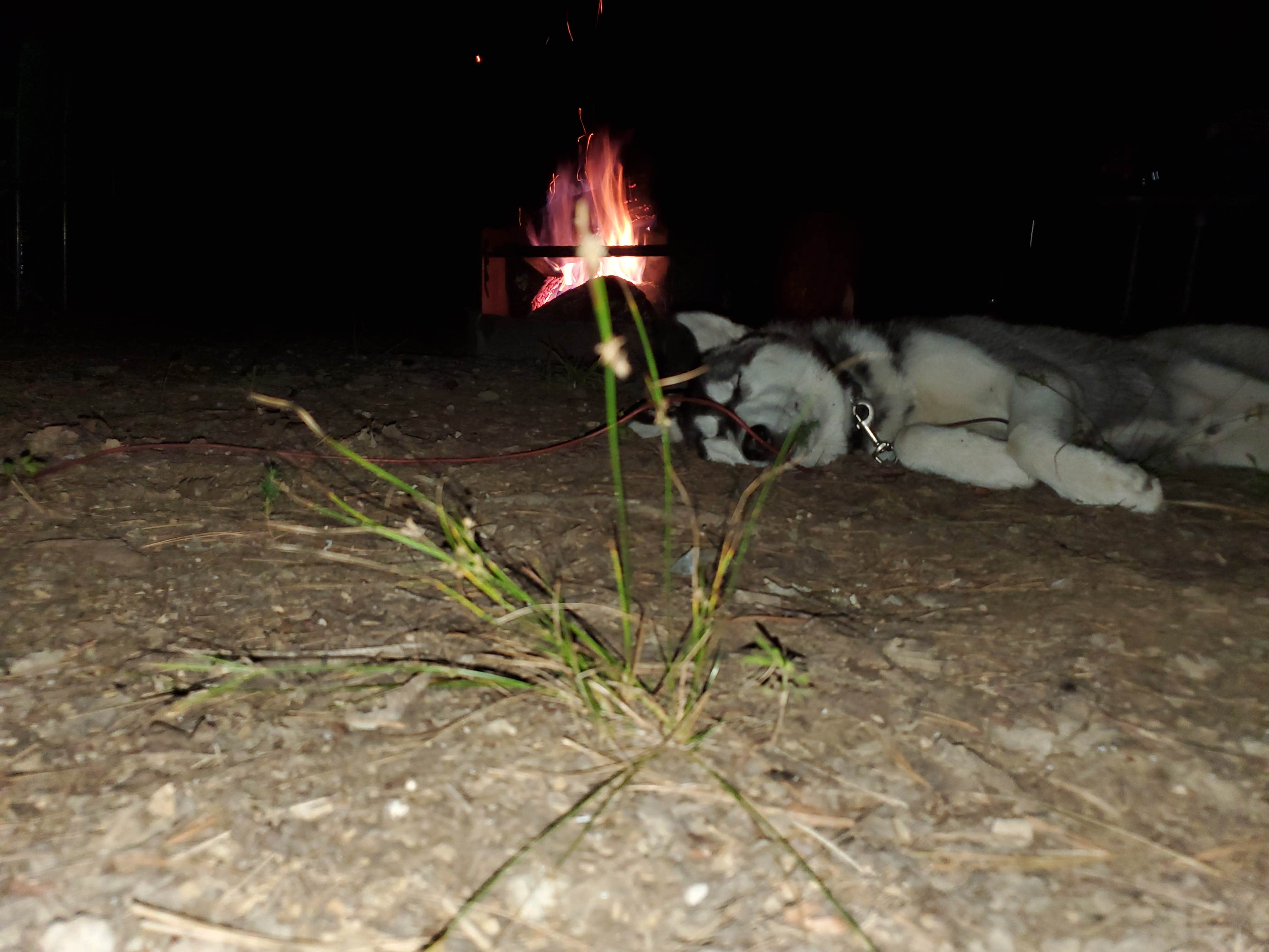 Clementine K.'s photo of camping with pets at Wilderness Road - Cumberland Gap National Historic Park near Rutledge, TN